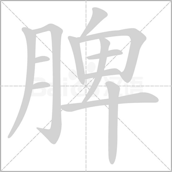 脾的筆順