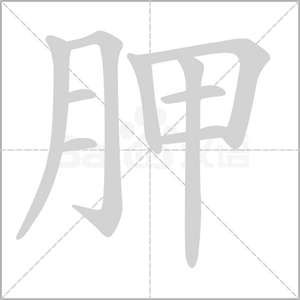 胛的筆順