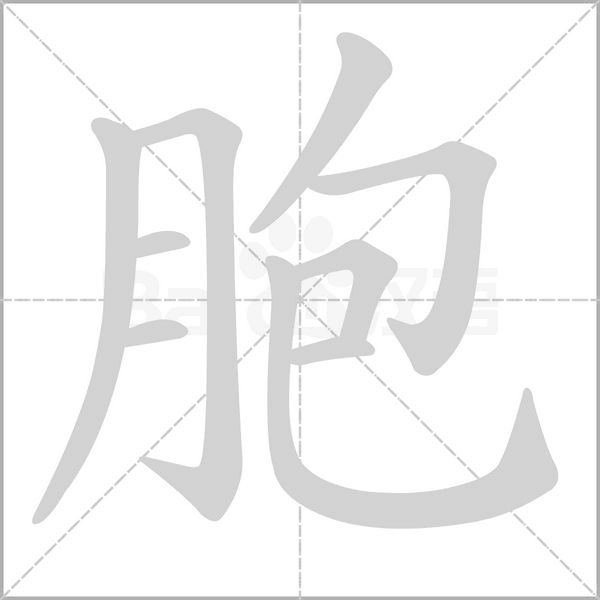 胞的筆順
